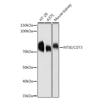 Western Blot - Anti-CD73 Antibody (A13821) - Antibodies.com