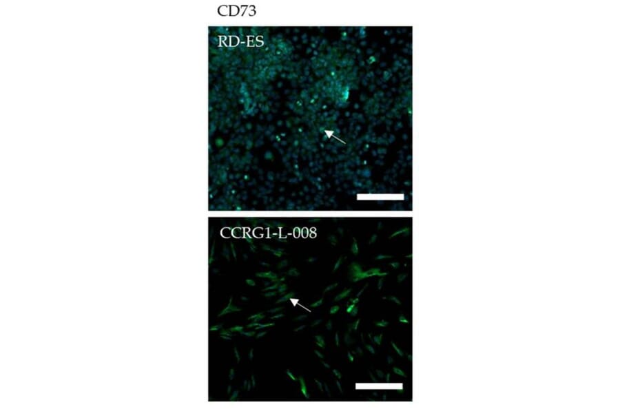 Immunofluorescence - Anti-CD73 Antibody - Antibodies.com