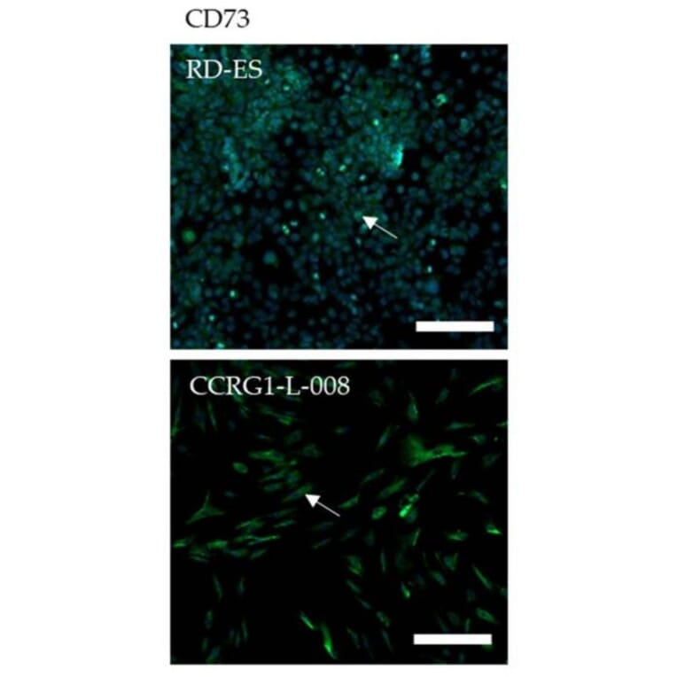 Immunofluorescence - Anti-CD73 Antibody - Antibodies.com