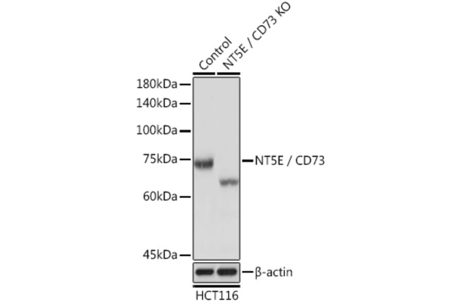 Western Blot - Anti-CD73 Antibody (A13821) - Antibodies.com