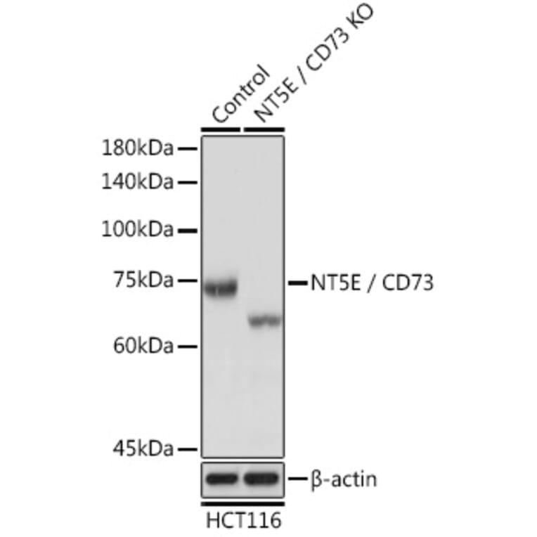 Western Blot - Anti-CD73 Antibody (A13821) - Antibodies.com
