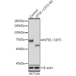 Western Blot - Anti-CD73 Antibody (A13821) - Antibodies.com