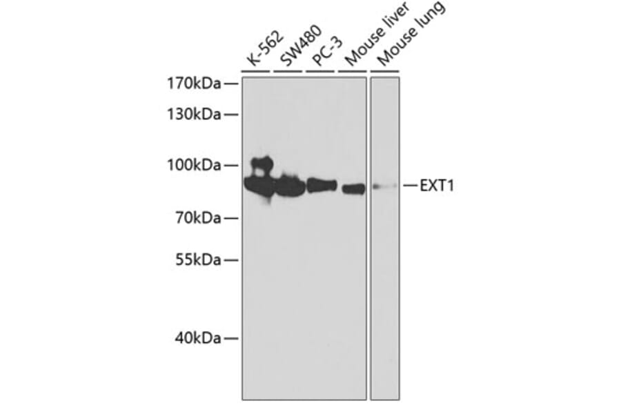 Western Blot - Anti-Ext1 Antibody (A13822) - Antibodies.com