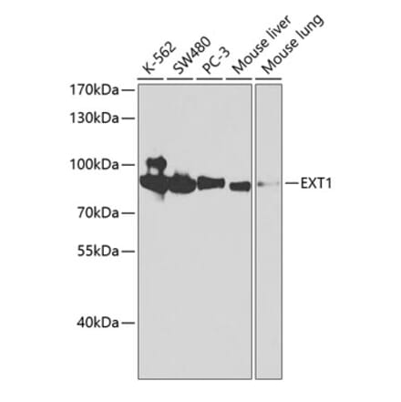 Western Blot - Anti-Ext1 Antibody (A13822) - Antibodies.com