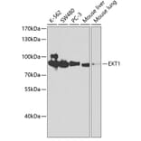 Western Blot - Anti-Ext1 Antibody (A13822) - Antibodies.com