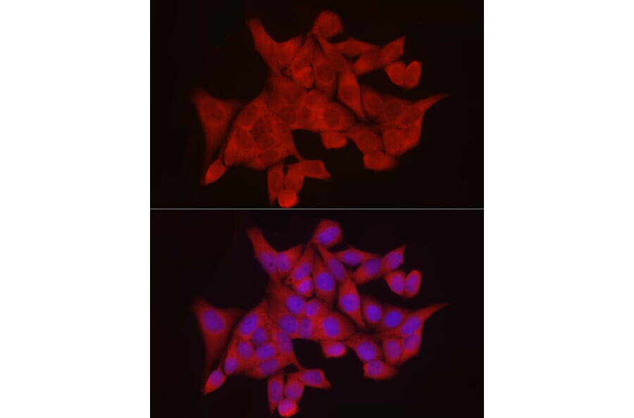 Immunofluorescence - Anti-Ext1 Antibody (A13822) - Antibodies.com