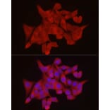 Immunofluorescence - Anti-Ext1 Antibody (A13822) - Antibodies.com