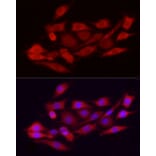 Immunofluorescence - Anti-Ext1 Antibody (A13822) - Antibodies.com