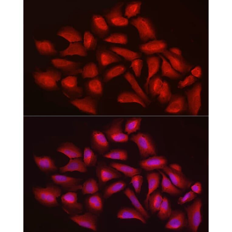 Immunofluorescence - Anti-Ext1 Antibody (A13822) - Antibodies.com