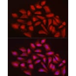 Immunofluorescence - Anti-Ext1 Antibody (A13822) - Antibodies.com