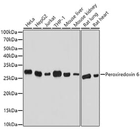Western Blot - Anti-Peroxiredoxin 6 Antibody (A13823) - Antibodies.com