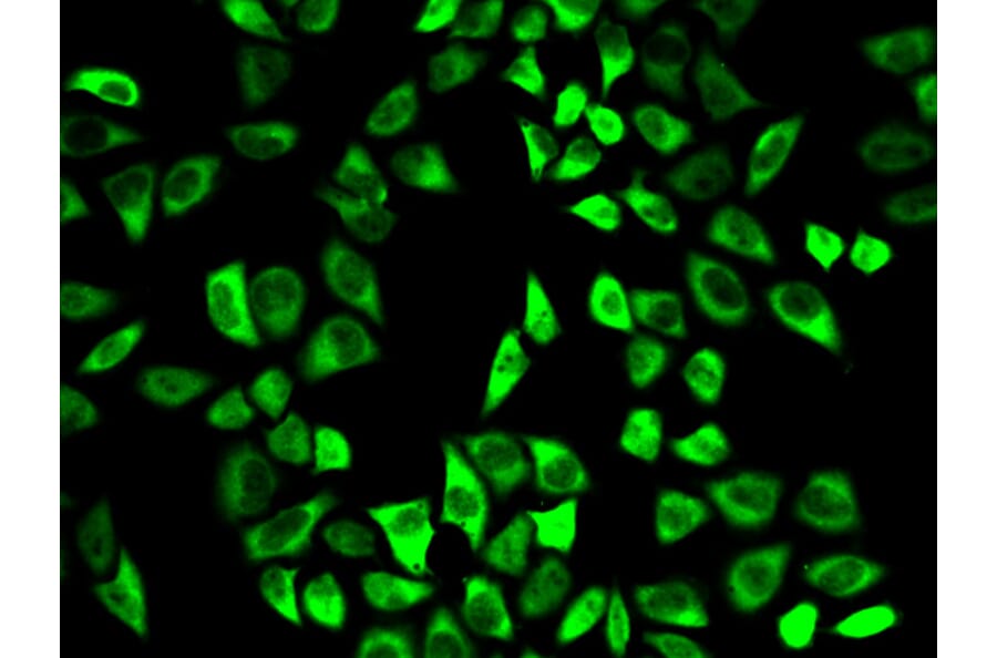 Immunofluorescence - Anti-Peroxiredoxin 6 Antibody (A13823) - Antibodies.com