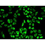 Immunofluorescence - Anti-Peroxiredoxin 6 Antibody (A13823) - Antibodies.com