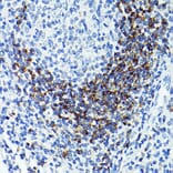 Immunohistochemistry - Anti-CD79b Antibody (A13824) - Antibodies.com