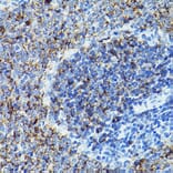 Immunohistochemistry - Anti-CD79b Antibody (A13824) - Antibodies.com