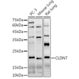 Western Blot - Anti-Claudin 7/CLDN-7 Antibody (A13825) - Antibodies.com
