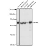 Western Blot - Anti-PCK1/PEPC Antibody (A13826) - Antibodies.com