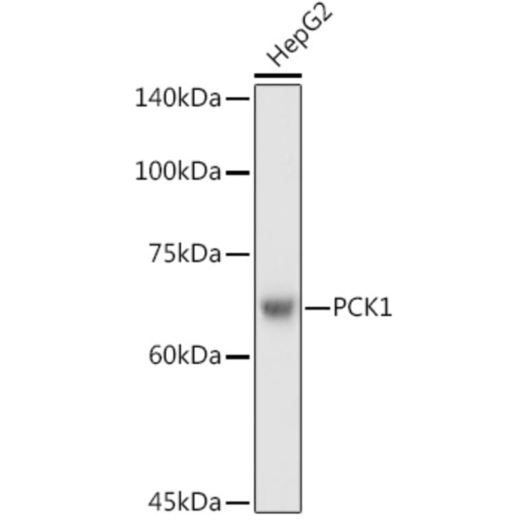 Anti Pck1 Pepc Antibody A13826