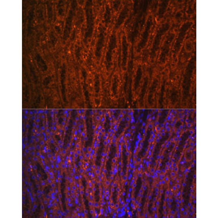 Anti Pck1 Pepc Antibody A13826