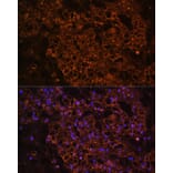 Immunofluorescence - Anti-PCK1/PEPC Antibody (A13826) - Antibodies.com