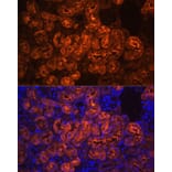 Immunofluorescence - Anti-PCK1/PEPC Antibody (A13826) - Antibodies.com