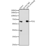 Western Blot - Anti-PCK1/PEPC Antibody (A13826) - Antibodies.com