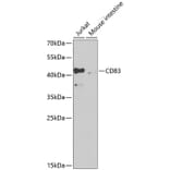 Western Blot - Anti-CD83 Antibody (A13828) - Antibodies.com