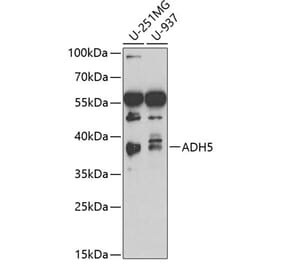 Western Blot - Anti-ADH5 Antibody (A13829) - Antibodies.com