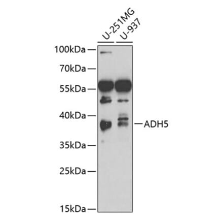 Western Blot - Anti-ADH5 Antibody (A13829) - Antibodies.com