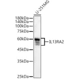Western Blot - Anti-IL-13 receptor alpha 2 Antibody (A13831) - Antibodies.com