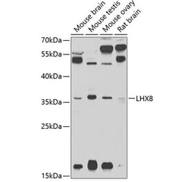 Western Blot - Anti-Lhx8 Antibody (A13832) - Antibodies.com