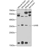 Western Blot - Anti-Lhx8 Antibody (A13832) - Antibodies.com