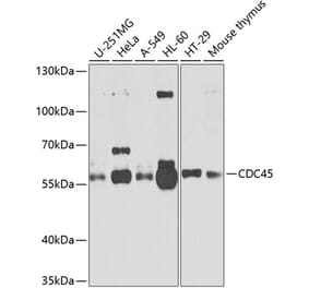 Western Blot - Anti-CDC45L Antibody (A13833) - Antibodies.com