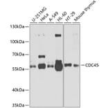 Western Blot - Anti-CDC45L Antibody (A13833) - Antibodies.com