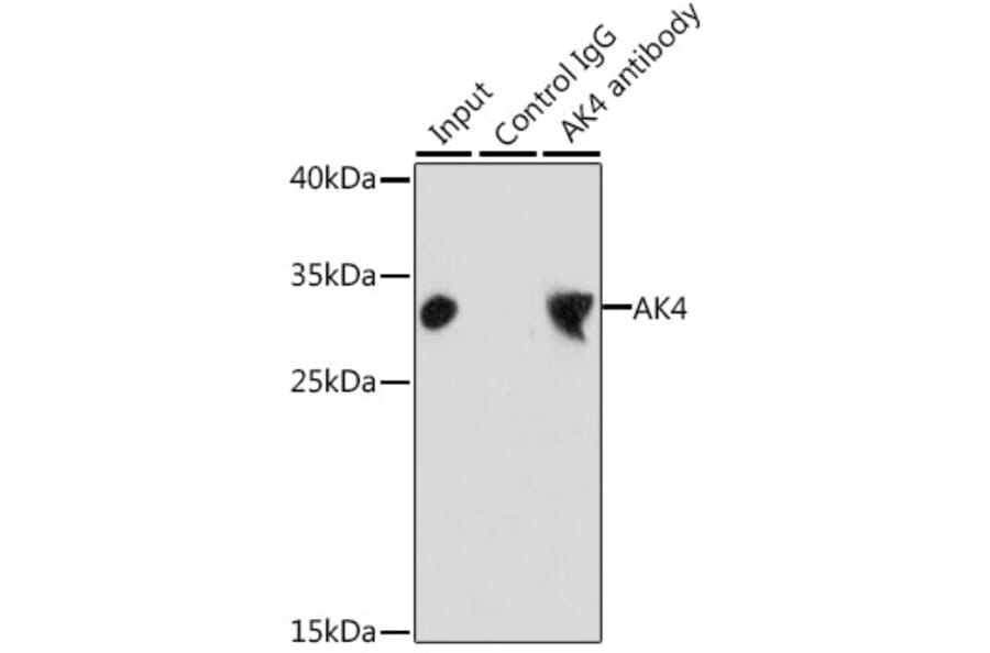 Western Blot - Anti-AK3L1 Antibody (A13835) - Antibodies.com