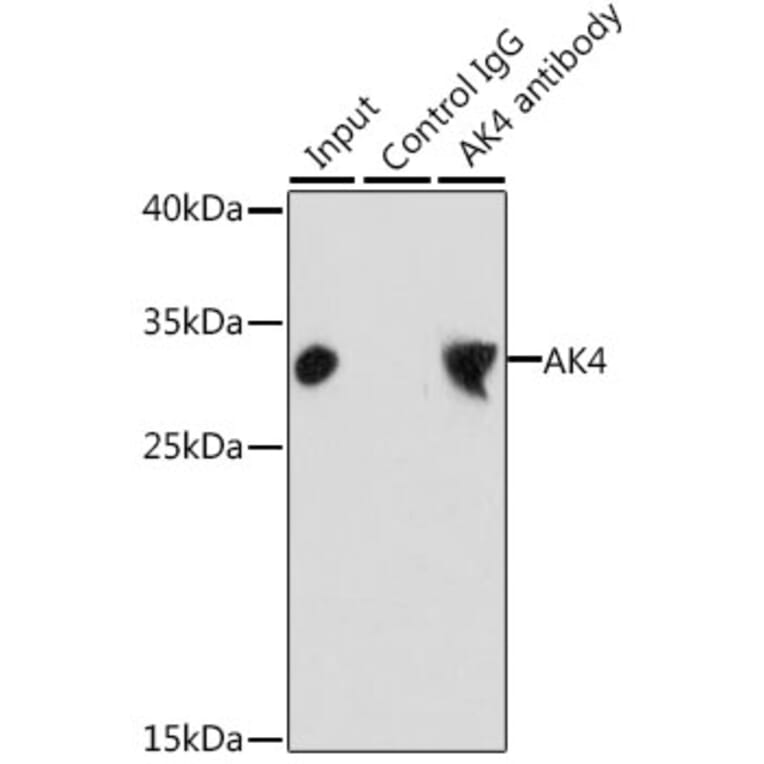 Western Blot - Anti-AK3L1 Antibody (A13835) - Antibodies.com