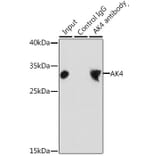 Western Blot - Anti-AK3L1 Antibody (A13835) - Antibodies.com