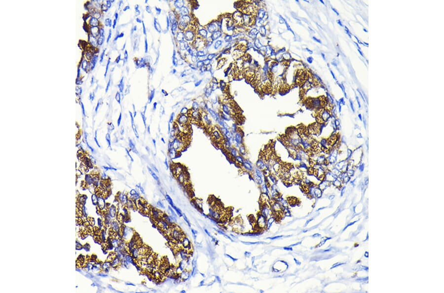 Immunohistochemistry - Anti-Prostate Specific Antigen Antibody (A13836) - Antibodies.com
