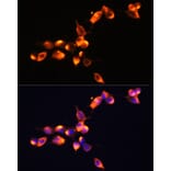 Immunofluorescence - Anti-Prostate Specific Antigen Antibody (A13836) - Antibodies.com