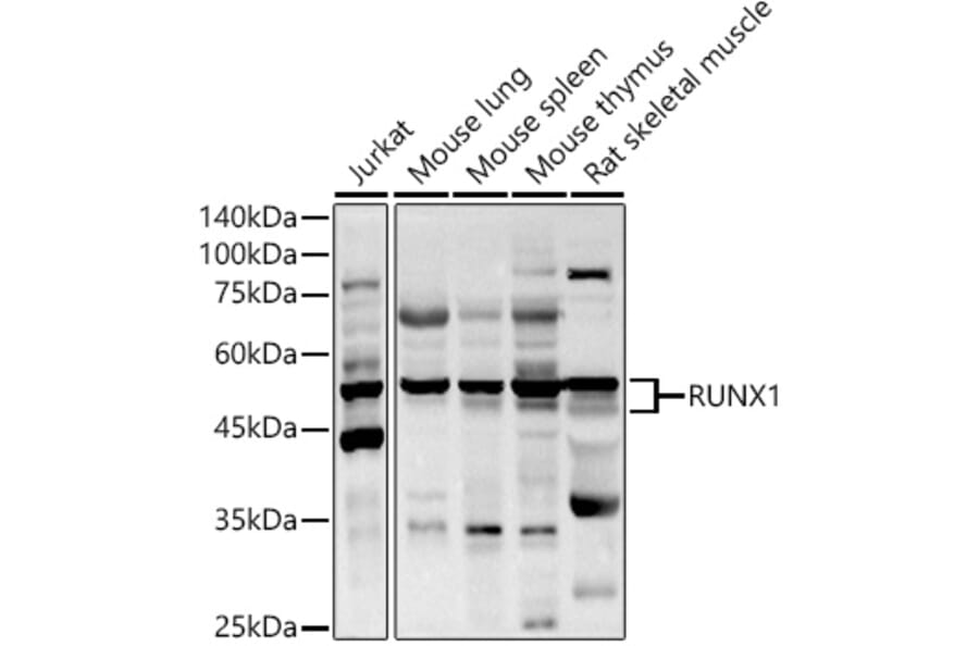 Western Blot - Anti-RUNX1/AML1 Antibody (A13839) - Antibodies.com