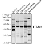 Western Blot - Anti-RUNX1/AML1 Antibody (A13839) - Antibodies.com