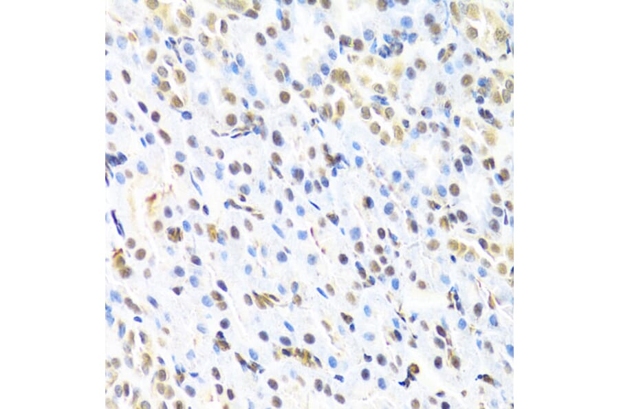 Immunohistochemistry - Anti-RUNX1/AML1 Antibody (A13839) - Antibodies.com