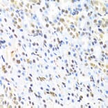 Immunohistochemistry - Anti-RUNX1/AML1 Antibody (A13839) - Antibodies.com