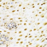 Immunohistochemistry - Anti-RUNX1/AML1 Antibody (A13839) - Antibodies.com