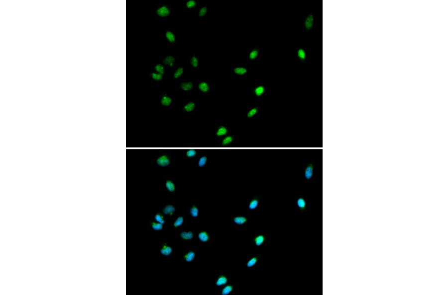 Immunofluorescence - Anti-RUNX1/AML1 Antibody (A13839) - Antibodies.com
