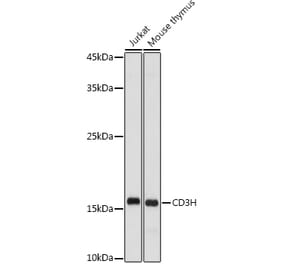 Western Blot - Anti-CD3 zeta Antibody (A13840) - Antibodies.com