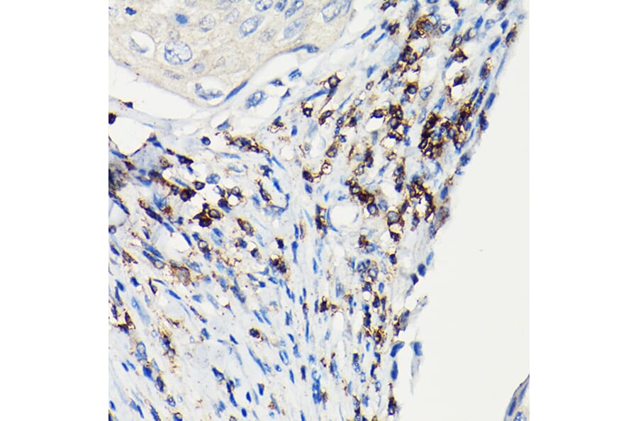 Immunohistochemistry - Anti-CD3 zeta Antibody (A13840) - Antibodies.com
