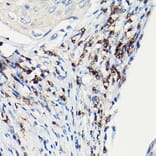 Immunohistochemistry - Anti-CD3 zeta Antibody (A13840) - Antibodies.com