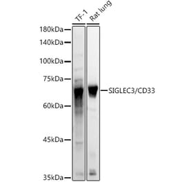 Western Blot - Anti-CD33 Antibody (A13841) - Antibodies.com
