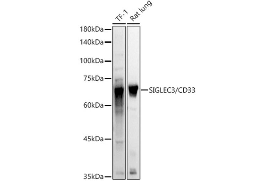 Western Blot - Anti-CD33 Antibody (A13841) - Antibodies.com